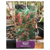#3 Pot Red Prince Weigela