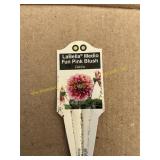 6 in pot LaBella Medio Fun pink Blush Dahlia