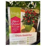 #2 Pot Petite Knockout Rose