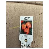 3 in pot Orange Blaze bell pepper plant