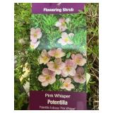 #3 Pot Pink Whisper Potentilla