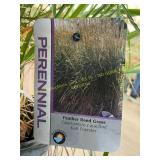 #3 Pot Feather Reed Grass