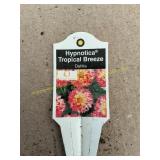6 in pot Hypnotica Tropical Breeze Dahlia