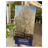 #5 Pot Cleveland Select Flowering Pear