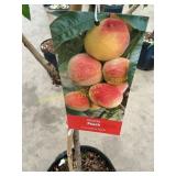 #5 pot Elberta Peach