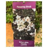 #3 Pot McKays White Potentilla