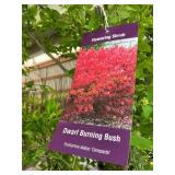 #3 pot Dwarf Burning Bush