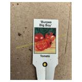 3 in pot Burpee Big Boy Tomato plant