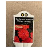 6 in pot Vigorous Orange Improved SunPatiens