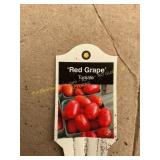 3 in pot Red Grape Tomato plant