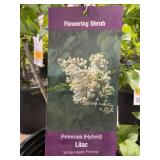 #3 Pot Primrose (Hybrid) Lilac