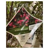 #3 Pot Wine & Roses Weigela