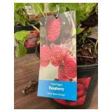 1.5 pot Heritage Raspberry