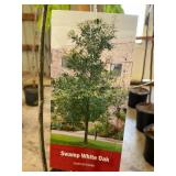 #5 Pot Swamp White Oak