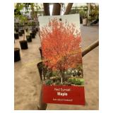 #5 pot Red Sunset Maple