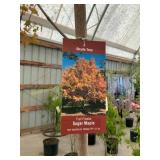 #7 pot Fall Fiesta Maple