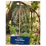 #7 Pot Weeping Pussy Willow