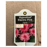 6 in pot Hypnotica Electric Pink Dahlia