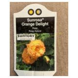 6 in pot Sunrosa Orange Delight Rose