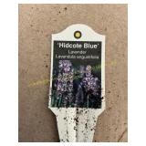 3 in pot Hidcote Blue Lavender plant