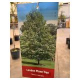 #7 Pot London Plane Tree
