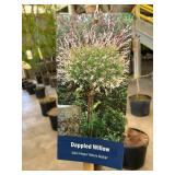 #5 Pot Dappled Willow