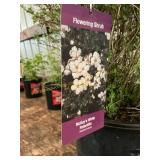 #3 pot Potentilla Mckays white
