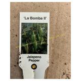 3 in pot Jalapeno Pepper plant