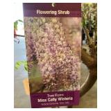 #5 Pot Tree Form Miss Cally Wisteria