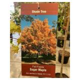 #7 Pot Fall Fiesta Sugar Maple