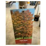 #7 Pot Sugar Maple