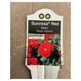 6 in pot Sunrosa Red Rose