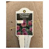 6 in pot Hypnotica Lavender Dahlia
