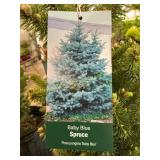 #3 Pot Baby Blue Spruce
