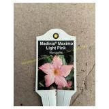 6 in pot Madinia Maximo Light Pink Mandevilla