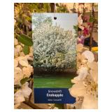 #5 Pot Snowdrift Crabapple