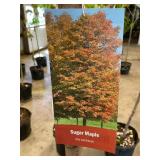 #7 Pot Sugar Maple