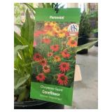 #1 Pot Cheyenne Spirit Coneflower