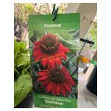 #1 Pot Sombrero Salsa Red Coneflower