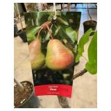 #5 pot Barlet Pear