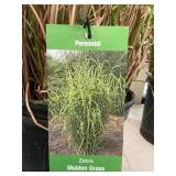 #3 Pot Zebra Maiden Grass