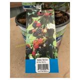 1.5 gal Triple Crown BlackBerry