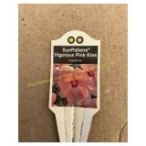 6 in pot Vigorous Pink Kiss SunPatiens