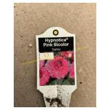 6 in pot Hypnotica Pink Bicolor Dahlia
