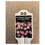 6 in pot LavenderSplash SunPatiens
