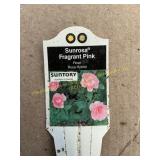 6 in pot Sunrosa Fragrant Pink Rose