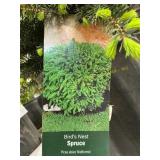 #3 Pot Birds Nest Spruce