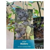 #1.5 pot Elliott Blueberry