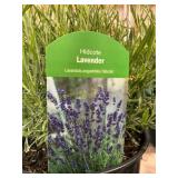 #2 Pot Hidcote Lavender