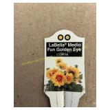 6 in pot LaBella Medio Fun Golden Eye Dahlia